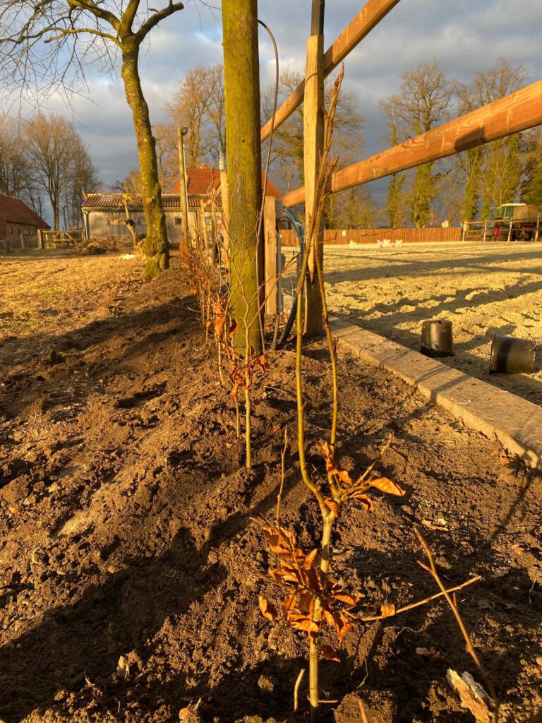 Hecke Reitplatz